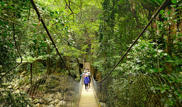Visitors cross a suspension bridge over a creek along Rainforest loop walk at Minnamurra Rainforest in Budderoo National Park. Photo: Elinor Sheargold &copy; DPIE