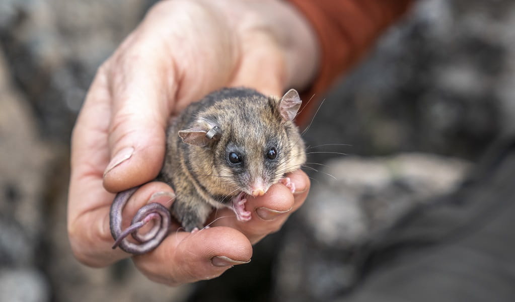 A mountain pygmy-possum nestled in the palm of someone's hand. Photo: John Spencer &copy; DPE