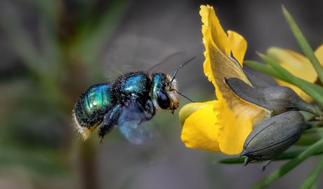 Close up of green carpenter bee in Muogamarra Nature Reserve. Photo: Albert Harkvoort &copy; DCCEEW