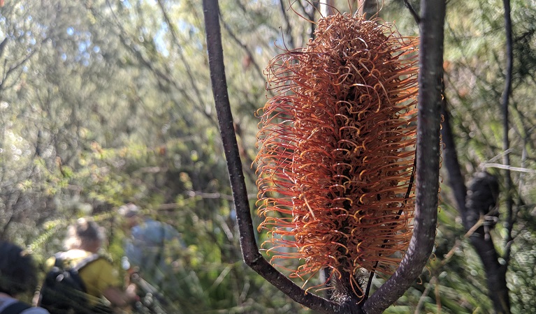 Banksia, Muogamarra Nature Reserve. Photo: T Willsteed &copy; photographer