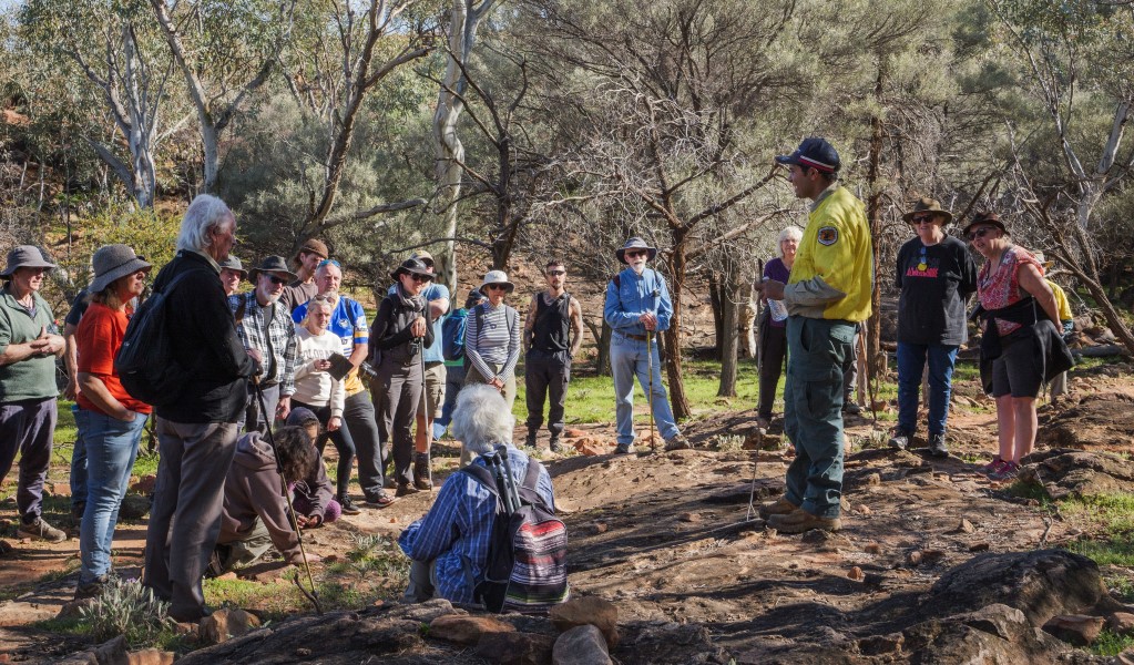 A group of people on a tour with a Discovery ranger in a bushland area at Mutawintji cultural festival. Photo: Otis Filley/DCCEEW &copy; DCCEEW