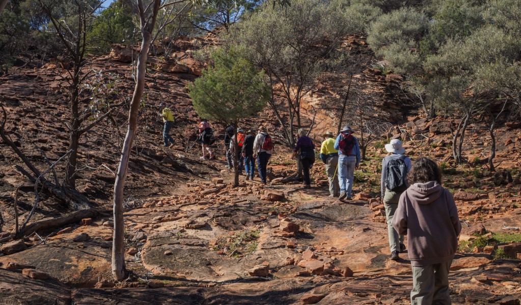 A group of people walking through trees on the Mutawintji cultural tour in Mutawintji National Park. Photo: Otis Filley &copy; DCCEEW
