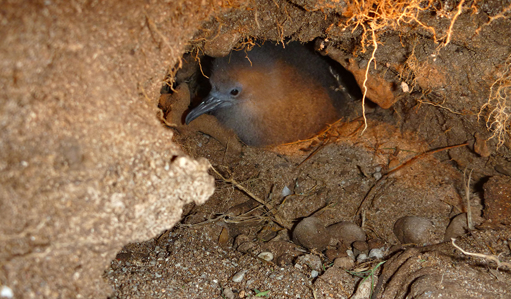 Wedge tailed shearwater muttonbird in an underground nest. Photo: Rosie Nicolai &copy; DCCEEW