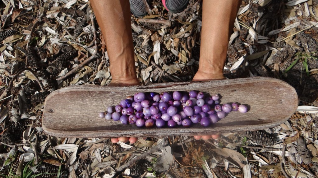 Two hands holding a traditional Aboriginal coolamon filled with purple bush tucker fruits. Photo: Lee Middleton/DCCEEW &copy; OEH