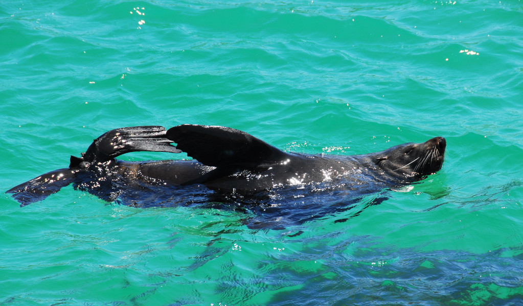 New Zealand fur seal swimming in aqua blue water. Photo: John Spencer &copy; DCCEEW