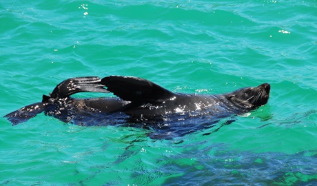 New Zealand fur seal swimming in aqua blue water. Photo: John Spencer &copy; DCCEEW
