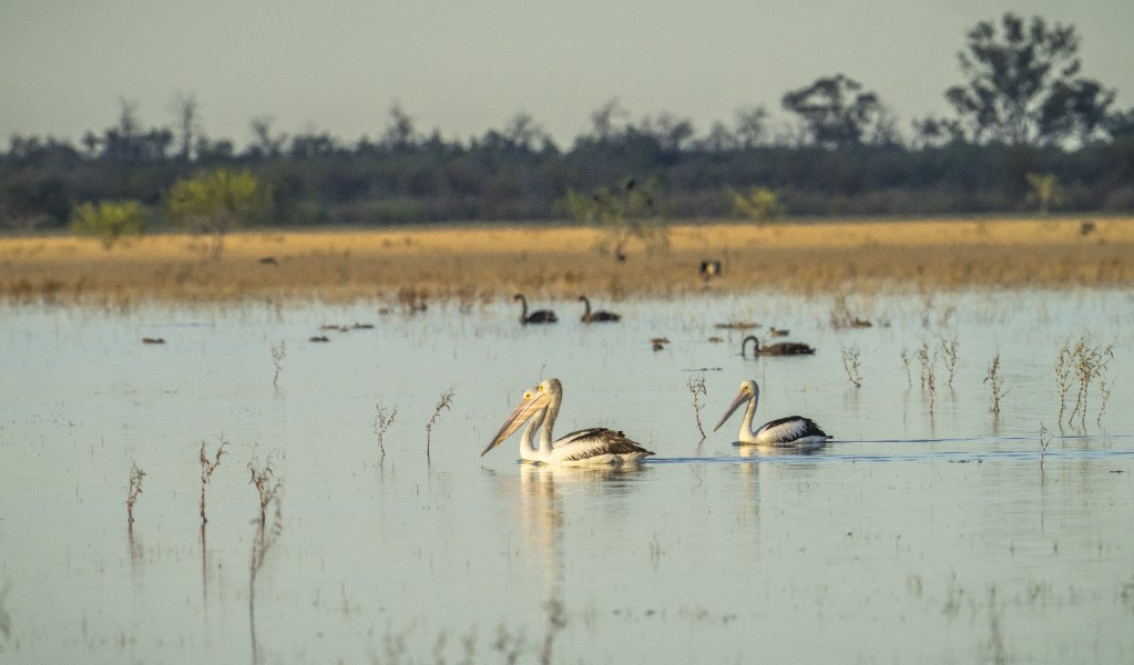 Pelicans gliding on the water at Narran Lake in Narran Lake Nature Reserve. Photo: John Spencer &copy; DCCEEW