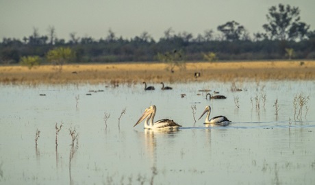 Pelicans gliding on the water at Narran Lake in Narran Lake Nature Reserve. Photo: John Spencer &copy; DCCEEW