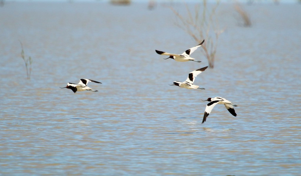 Four red-necked avocets in flight over Narran Lake in Narran Lake Nature Reserve. Photo: Nicola Brookhouse/DCCEEW &copy; Nicola Brookhouse
