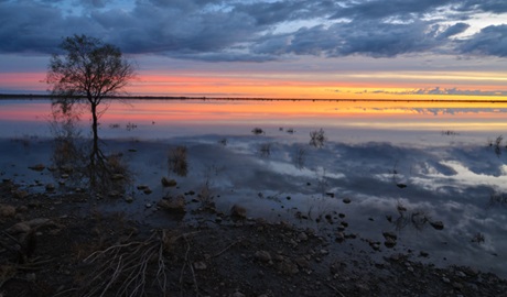 A view of Narran Lake at sunset, with silhouette of tree in foreground. Photo: Peter Berney &copy; DPIE
