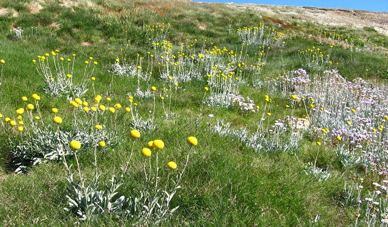Billy buttons in Kosciuszko National Park. Photo: Dan Nicholls/OEH