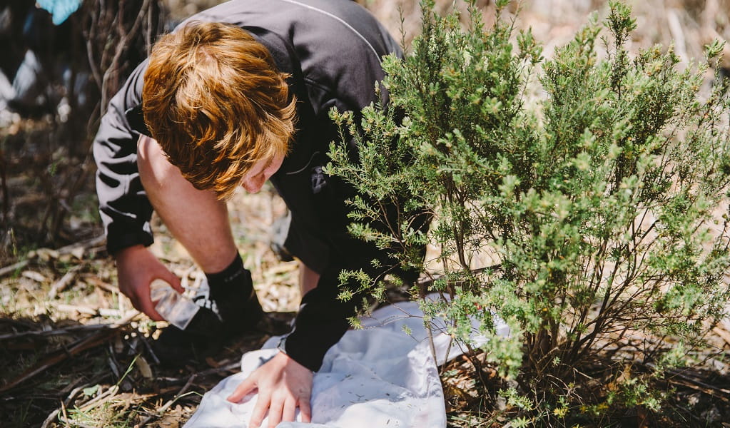 A young boy crouches to look closer at tiny insects on a light cloth spread on the grass, Kosciuszko National Park. Photo: Remy Brand &copy; Remy Brand