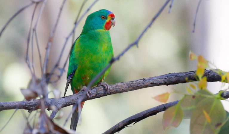 Green swift parrot. Photo: Ken Stepnell &copy; DPE