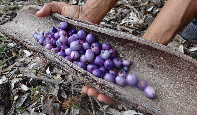 Traditional Aboriginal bush tucker, Sustainable toolkit tour: Blue Mountains. Photo: Lee Middleton © DPIE