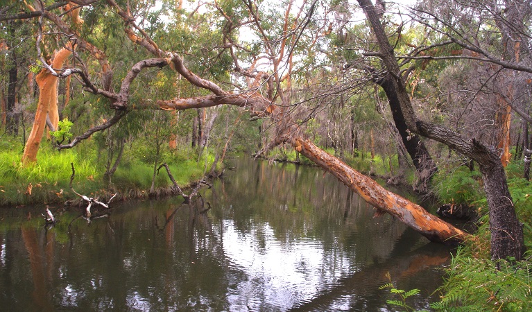 Tiembula Creek, Lake Macquarie State Conservation Area. Photo: Barry Collier