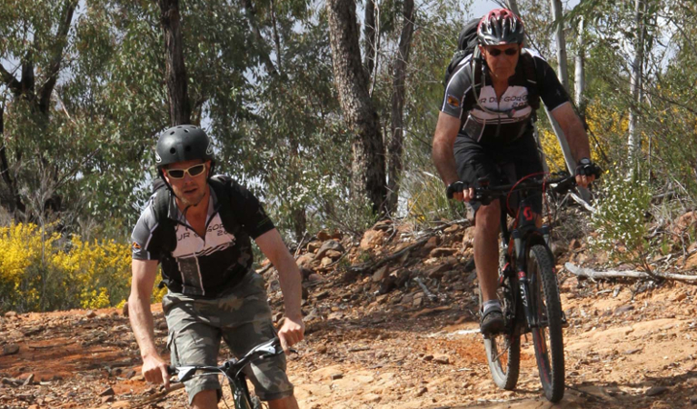 2 men on mountain bikes fiding along a trail in the Pilliga Forest. Photo: Liz Cutts
