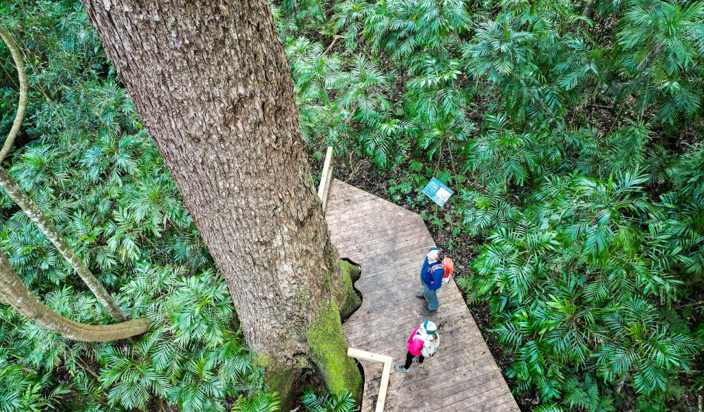Two people on raised walking track in Washpool National Park. Photo: David Waugh &copy; DPE