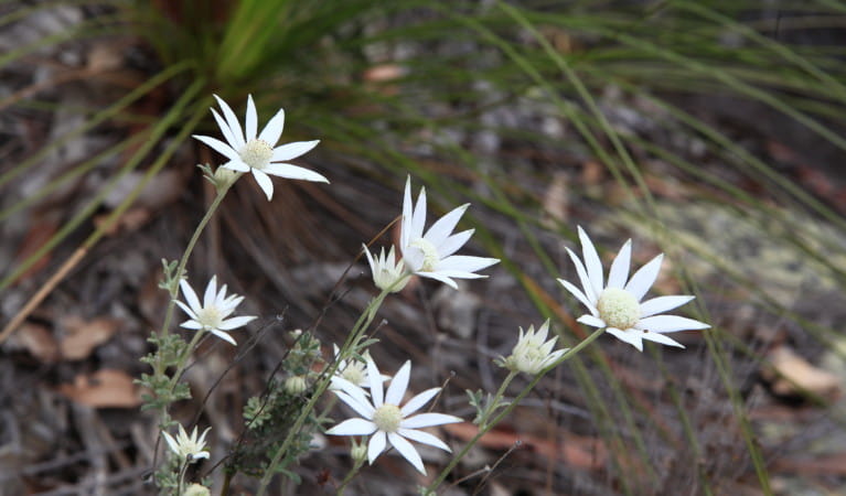 Flannel flowers in Ku-ring-gai Chase National Park. Photo: R Nicolai/OEH