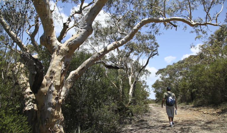 Salvation Loop trail, Ku-ring-gai Chase National Park. Photo: Andrew Richards &copy; DPE
