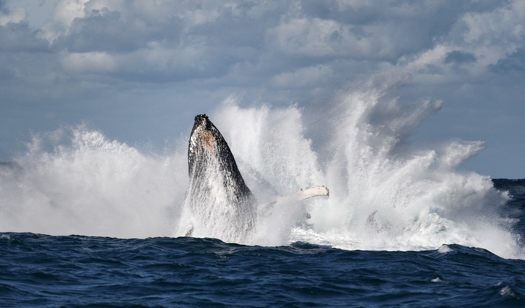 Humpback whale breaching, creating massive splashing around it. Photo: Jonas Liebschner © DPE