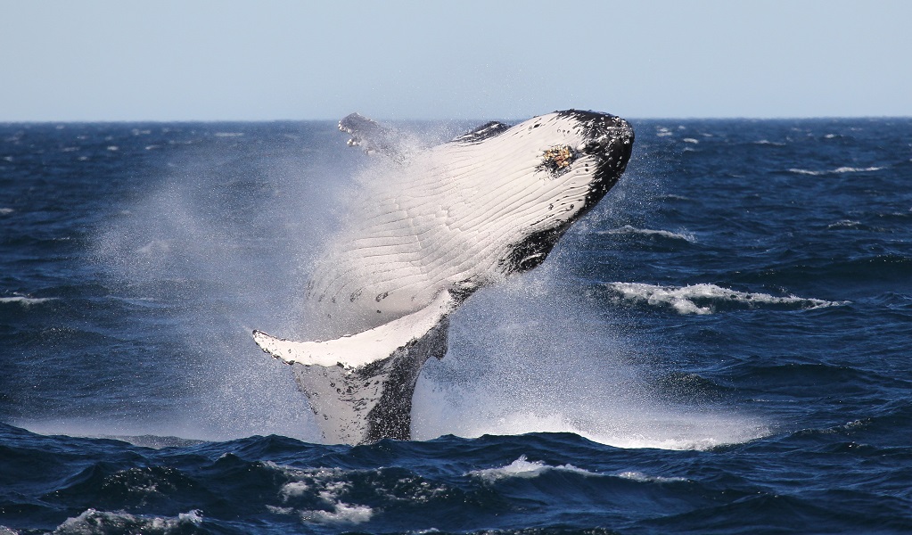 Humpback whale breaching, with most of its body above the water. Photo: Jonas Liebschner © DPE