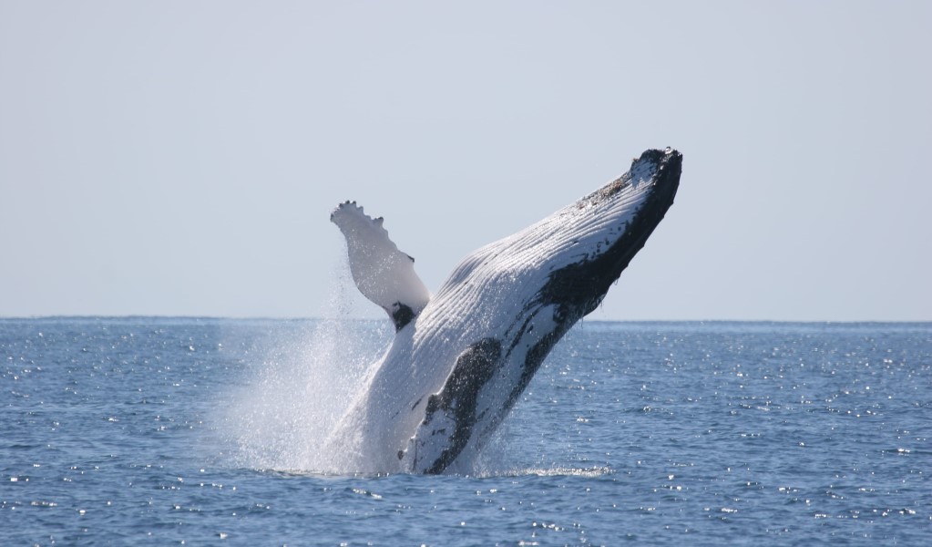 A humpback whale breaches on its yearly migration. Photo: Wayne Reynolds &copy; DCCEEW
