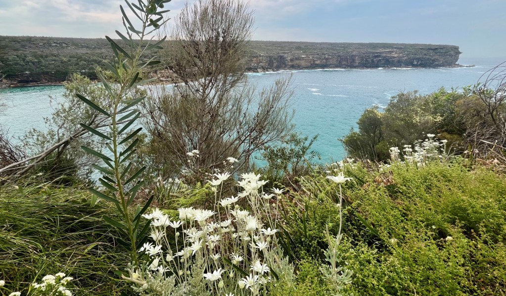 White flannel flowers with heathland in the foreground and views across the ocean to the headland at Wattamolla, Royal National Park. Credit: Natasha Webb © Natasha Webb/DCCEEW