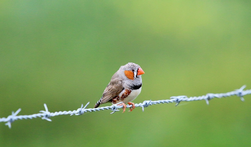 Zebra finch, a beautiful little bird with patches of orange and black and white zebra stripes on it face and wings and other black, white, grey, tan and brown markings on its body and wings. Credit: Nicola Brookhouse/DCCEEW &copy; DCCEEWW 