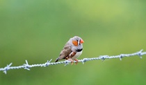 Zebra finch, a beautiful little bird with patches of orange and black and white zebra stripes on it face and wings and other black, white, grey, tan and brown markings on its body and wings. Credit: Nicola Brookhouse/DCCEEW &copy; DCCEEWW 