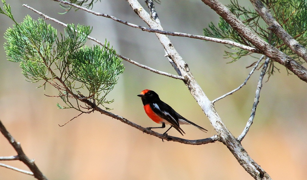 Red-capped robin, a small bird with black head and wings and a vibrant red breast and brow perched on a branch. Credit: Nicola Brookhouse/DCCEEW &copy; DCCEEW