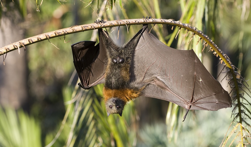 A grey-headed flying fox hanging from a tree branch. Photo: Jaime Plaza &copy; Botanic Gardens Trust