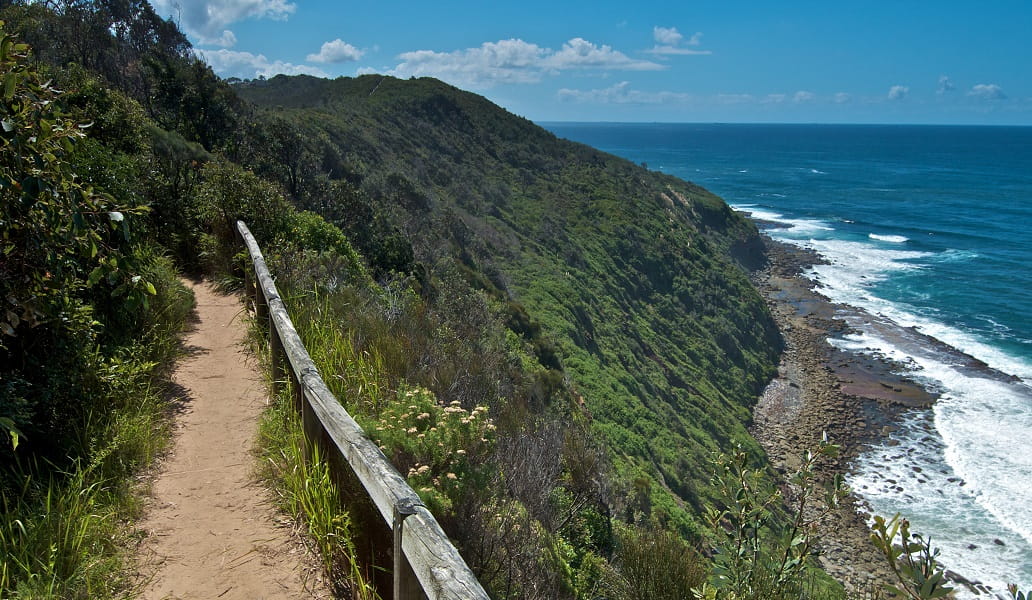 Views of lush green headland from the the Coastal walking track in Wyrrabalong National Park. Photo: John Spencer/DPE