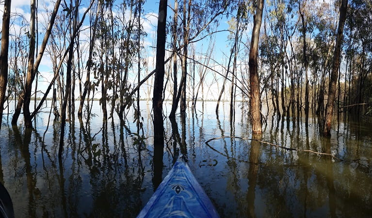 View from a kayak among tree trunks in Yanga Lake. Photo: Martin Kendall