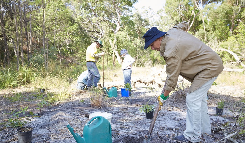 A volunteer using a shovel digs in the soil to prepare it for tree planting. Photo: Nick Cubbin &copy; DCCEEW