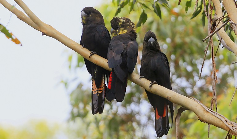 Three glossy black cockatoos. Photo: Charles Dove