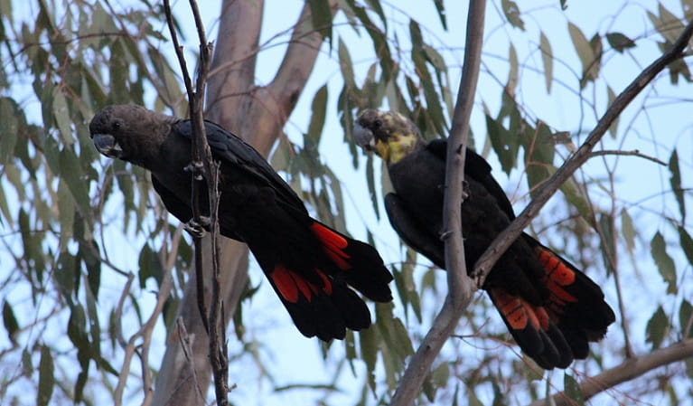 Male and female glossy black cockatoos in the trees, Pilliga National Park, 2019. Photo: Tammy Kuijpers &copy; DPIE