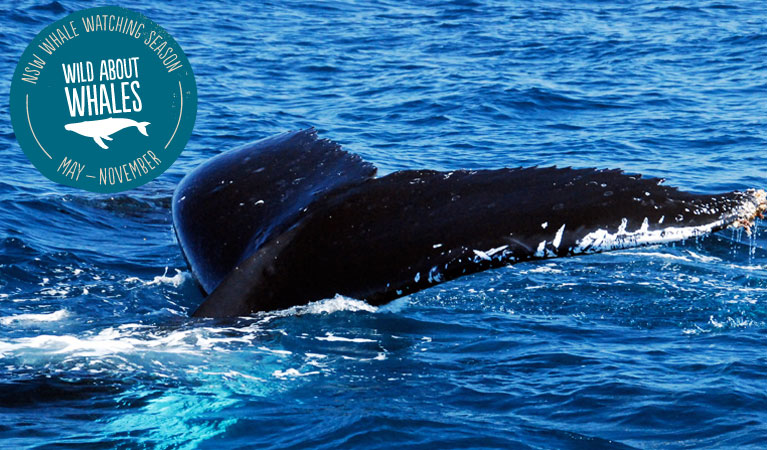 Humpback whale tail slap. Photo: S Cohen/OEH