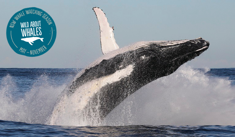 Humpback whale breaching, Sydney Harbour National Park. Photo: OEH