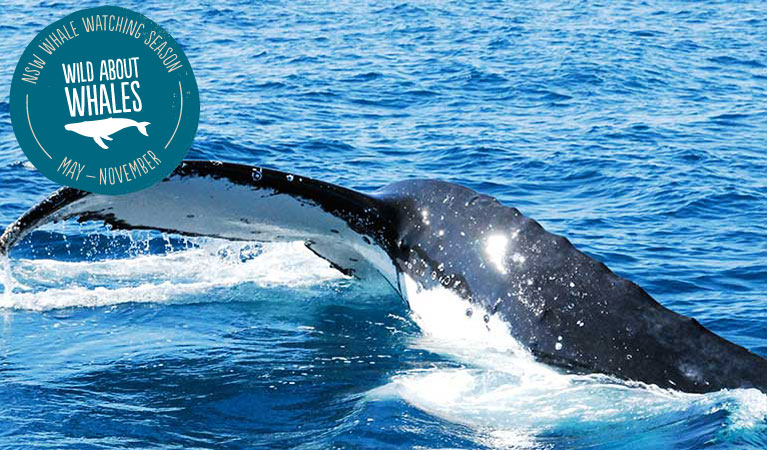 Humpback whale tail on the surface. Photo: S Cohen/OEH