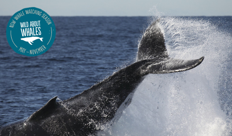 Humpback whale tail slap. Photo: J Liebschner/OEH