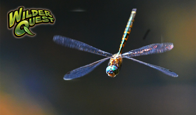 Dragonfly in flight. Photo: Gary Dunnett/OEH