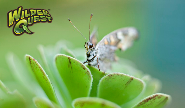 Meadow butterfly. Photo: Rosie Nicolai/OEH