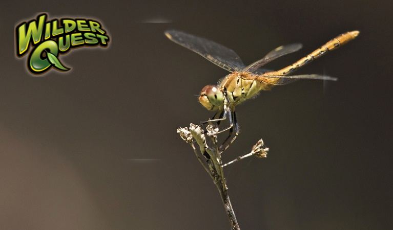 Dragonfly perching on a stick. Photo: Rosie Nicolai/OEH
