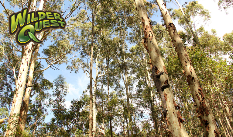 Forest in Blue Gum Hills Regional Park. Photo: John Yurasek/DPIE