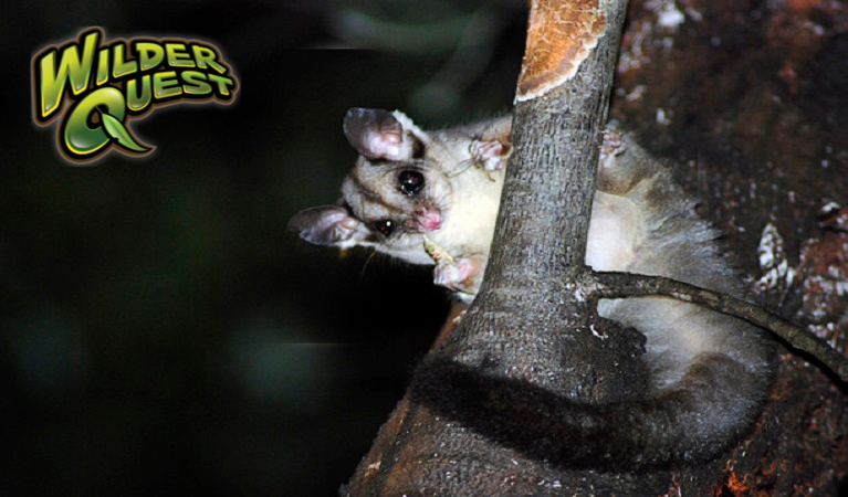 Possum resting on branch, WilderQuest Spotlight tour. Photo: Jeff Betteridge/OEH