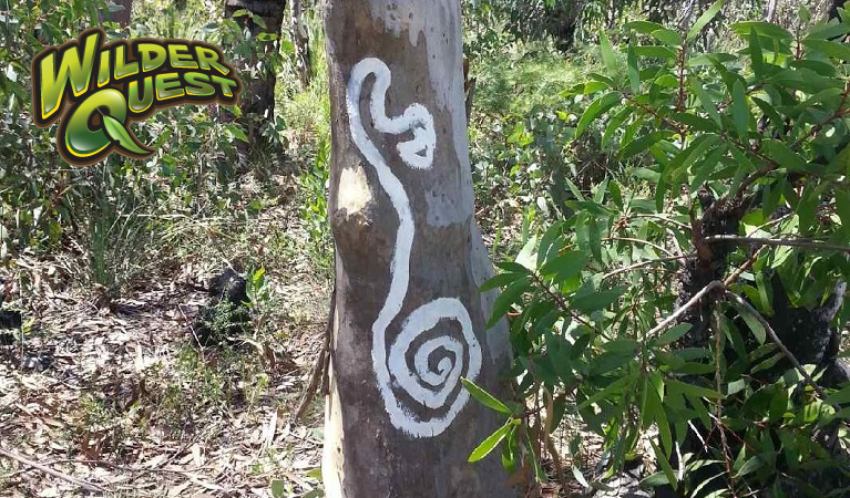A gumtree painting in Blue Mountains National Park. Photo: Chris Tobin/NPWS
