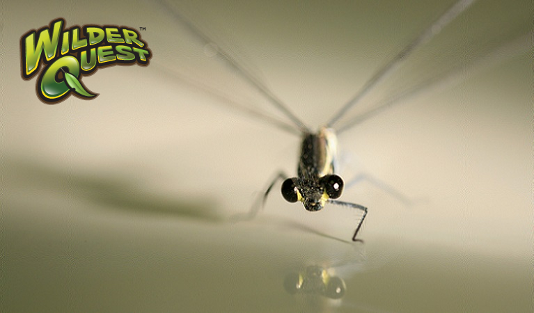 A damselfy waterbug. Photo: Rosie Nicolai/OEH
