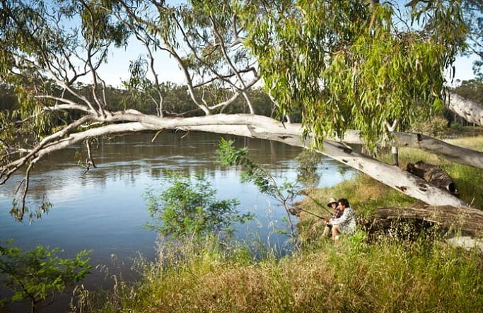 Branches sweep over the river, Murray Valley National Park. Photo: David Finnegan