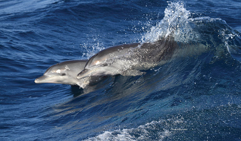 Two bottlenose dolphins surf the ocean swell. Photo: Wayne Reynolds/DPIE