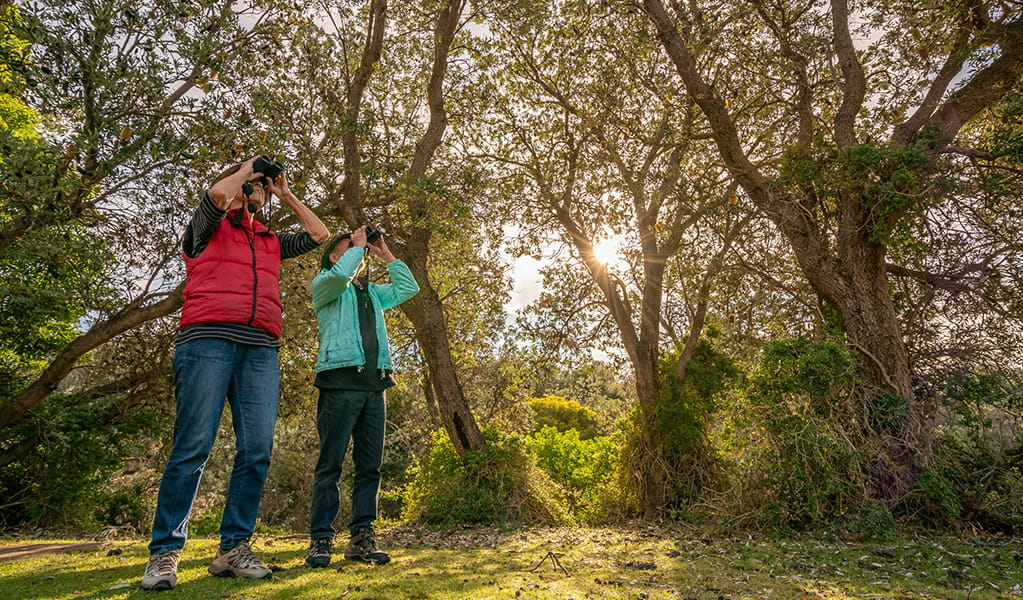 Two people birdwatching at Haycock picnic area in Ben Boyd National Park wearing a red jumper and green jumper with binoculars. Credit: John Spencer &copy; John Spencer/DPE 
